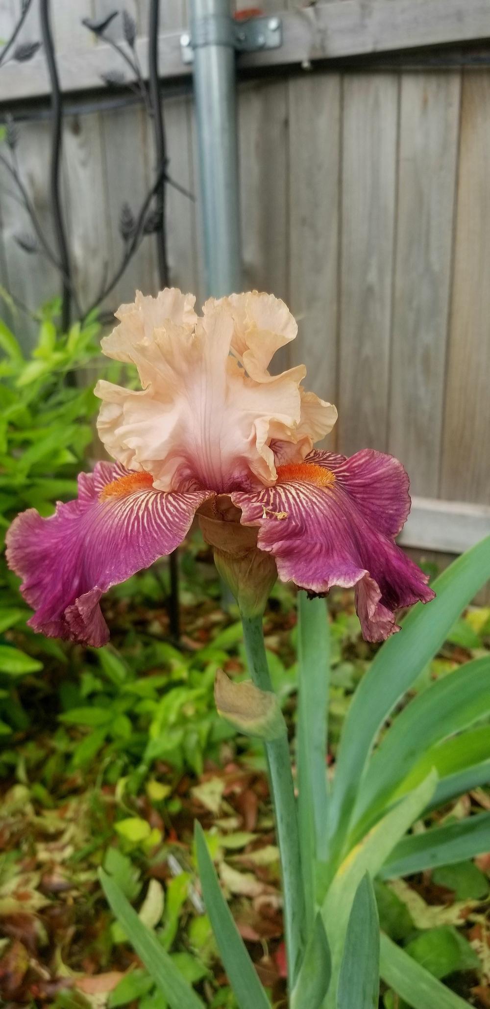 Photo of Tall Bearded Iris (Iris 'Full of Magic') uploaded by javaMom