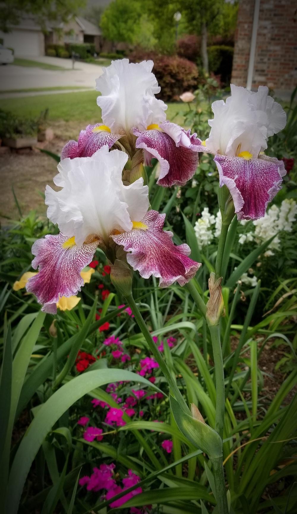 Photo of Tall Bearded Iris (Iris 'Thundering Ovation') uploaded by javaMom