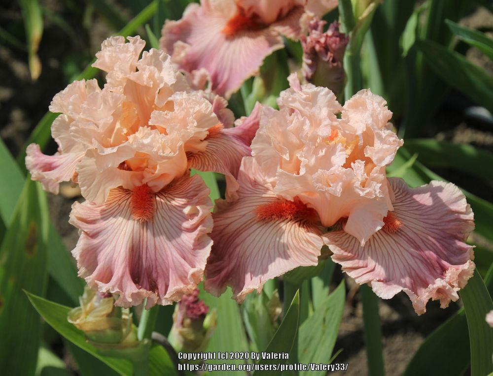 Photo of Tall Bearded Iris (Iris 'Georgette Silk') uploaded by Valery33