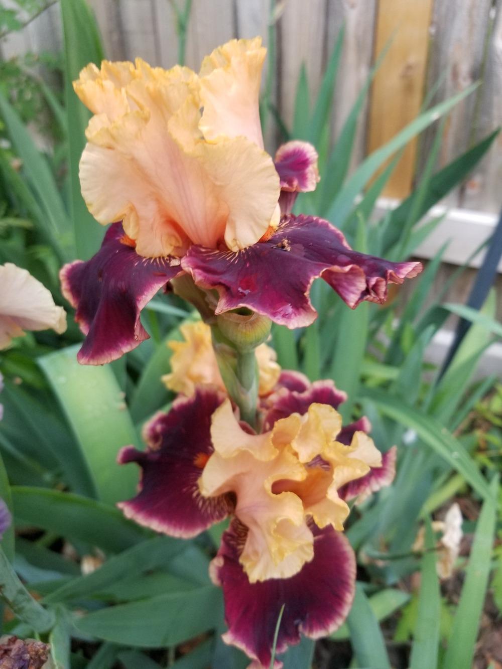 Photo of Tall Bearded Iris (Iris 'Glamour Pants') uploaded by javaMom