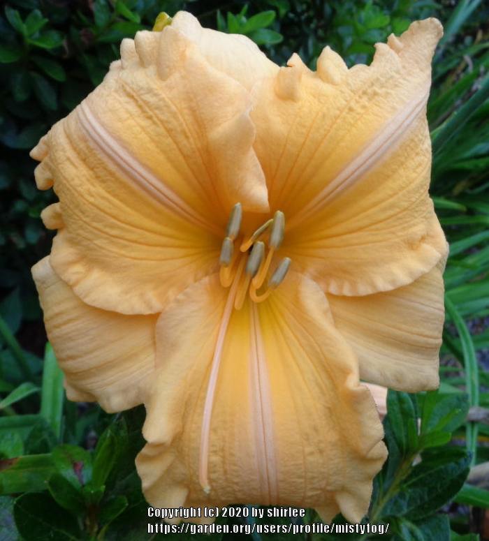 Photo of Daylily (Hemerocallis 'Orange Velvet') uploaded by mistyfog
