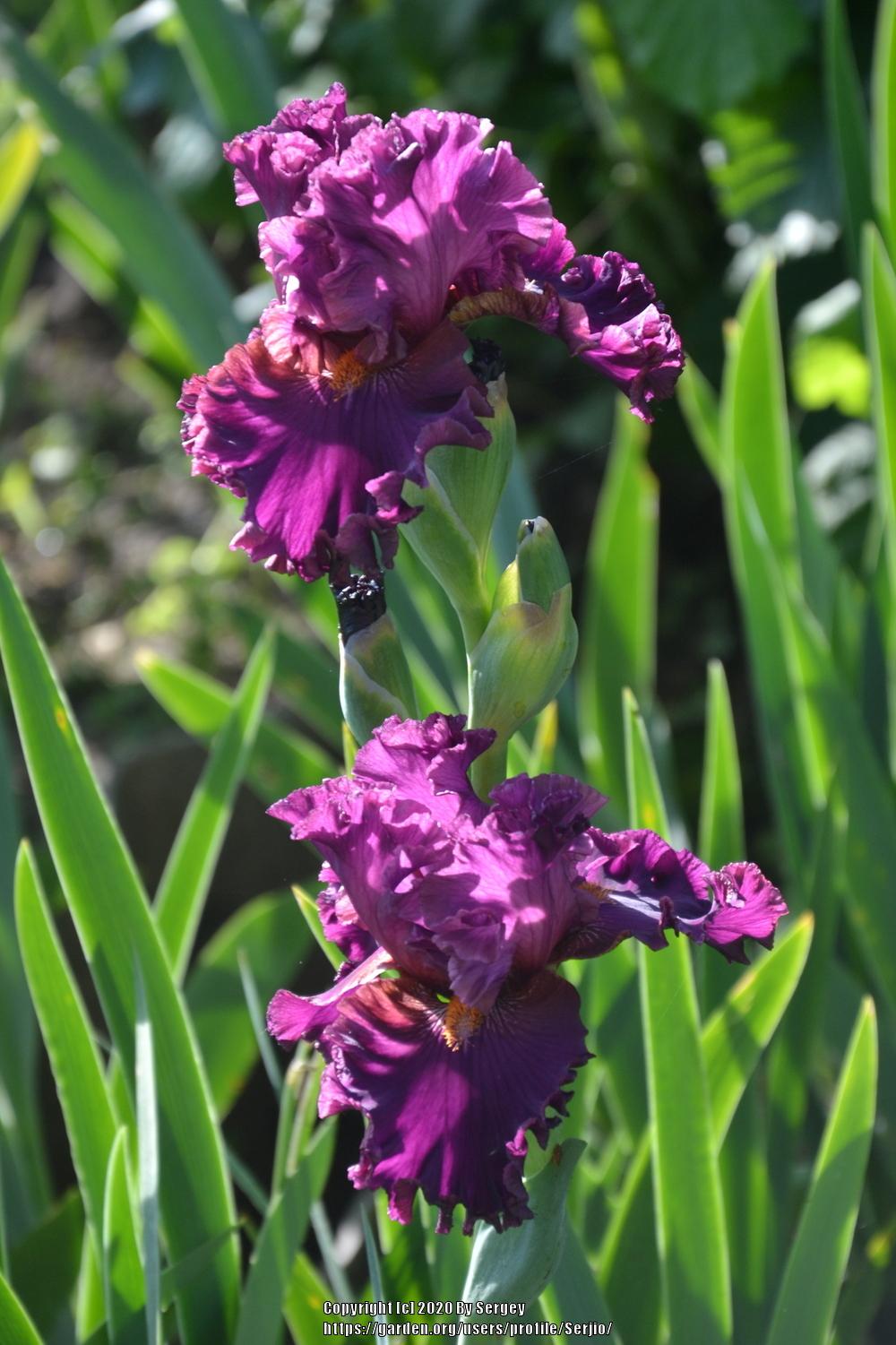 Photo of Tall Bearded Iris (Iris 'Mambo Italiano') uploaded by Serjio