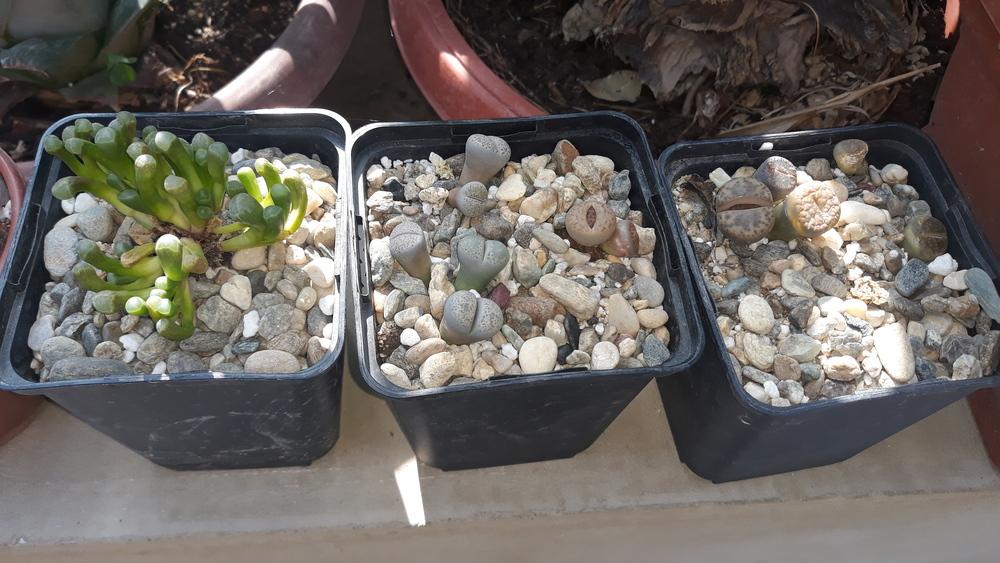 Photo of Living Stones (Lithops) uploaded by skopjecollection