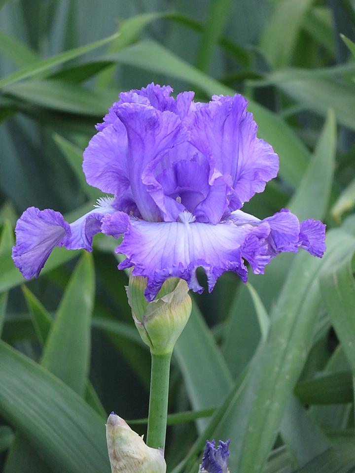 Photo of Tall Bearded Iris (Iris 'Enchanted Memory') uploaded by Bloomers