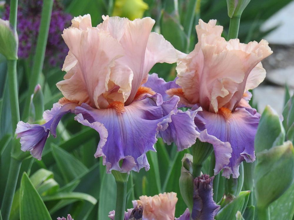 Photo of Tall Bearded Iris (Iris 'Discovered Treasure') uploaded by Bloomers