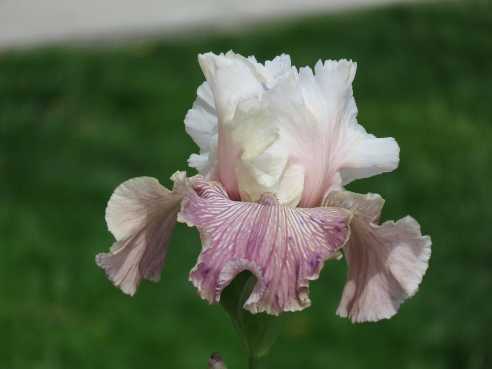 Photo of Tall Bearded Iris (Iris 'Crazy for You') uploaded by Bloomers