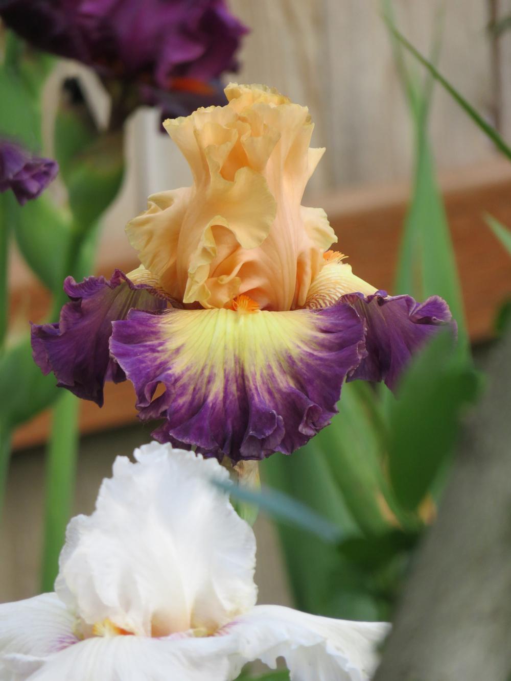 Photo of Tall Bearded Iris (Iris 'Celebratory') uploaded by Bloomers