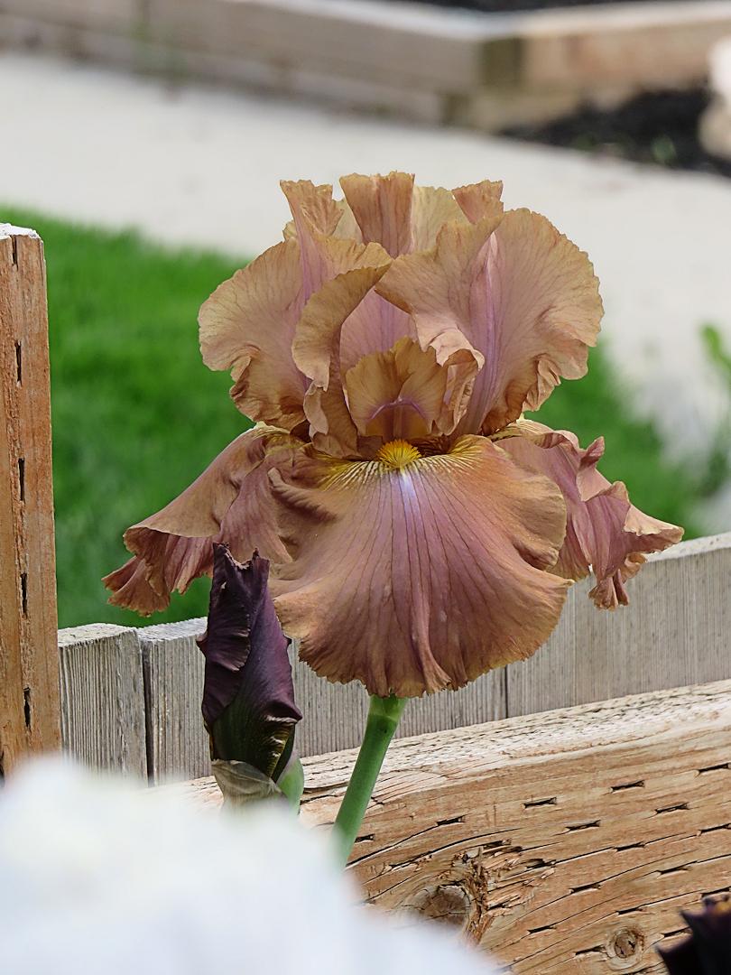 Photo of Tall Bearded Iris (Iris 'Downtown Brown') uploaded by Bloomers