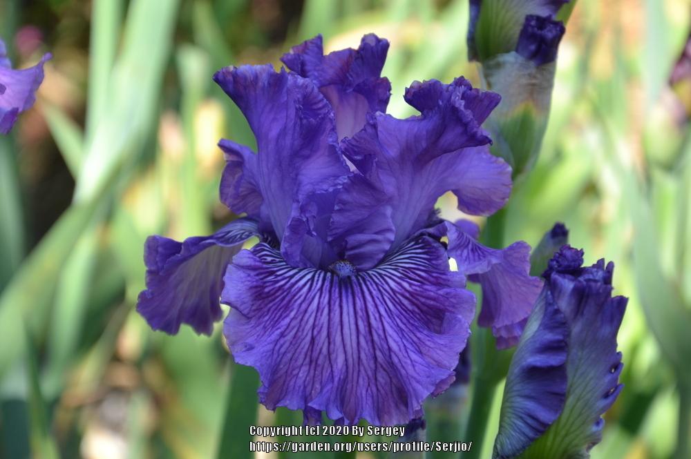 Photo of Tall Bearded Iris (Iris 'Mulberry Magic') uploaded by Serjio