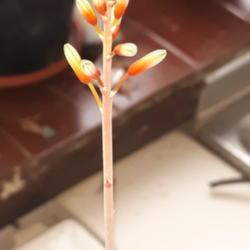 
Date: 2020-02-27
Red edge plant bloom