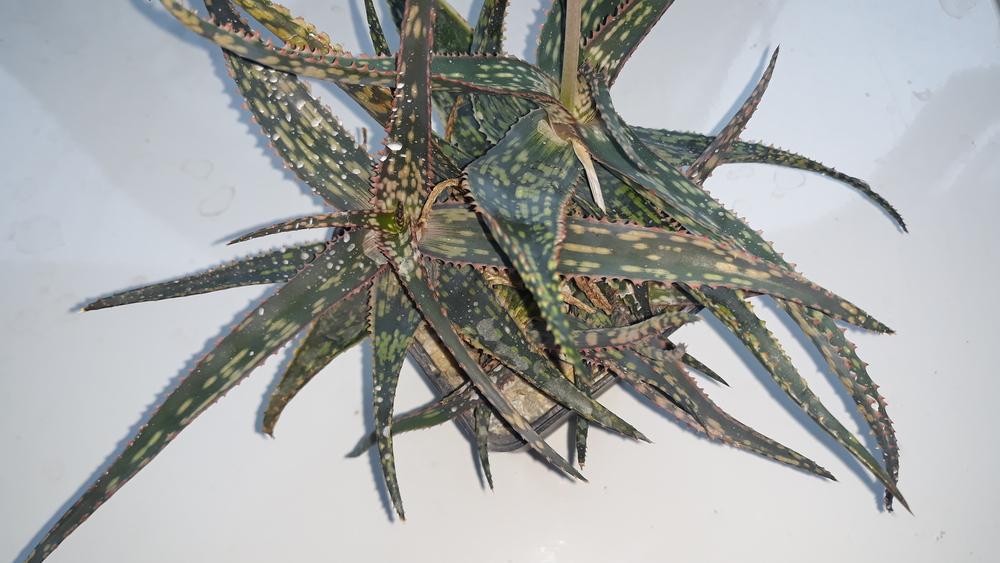 Photo of Aloes (Aloe) uploaded by skopjecollection