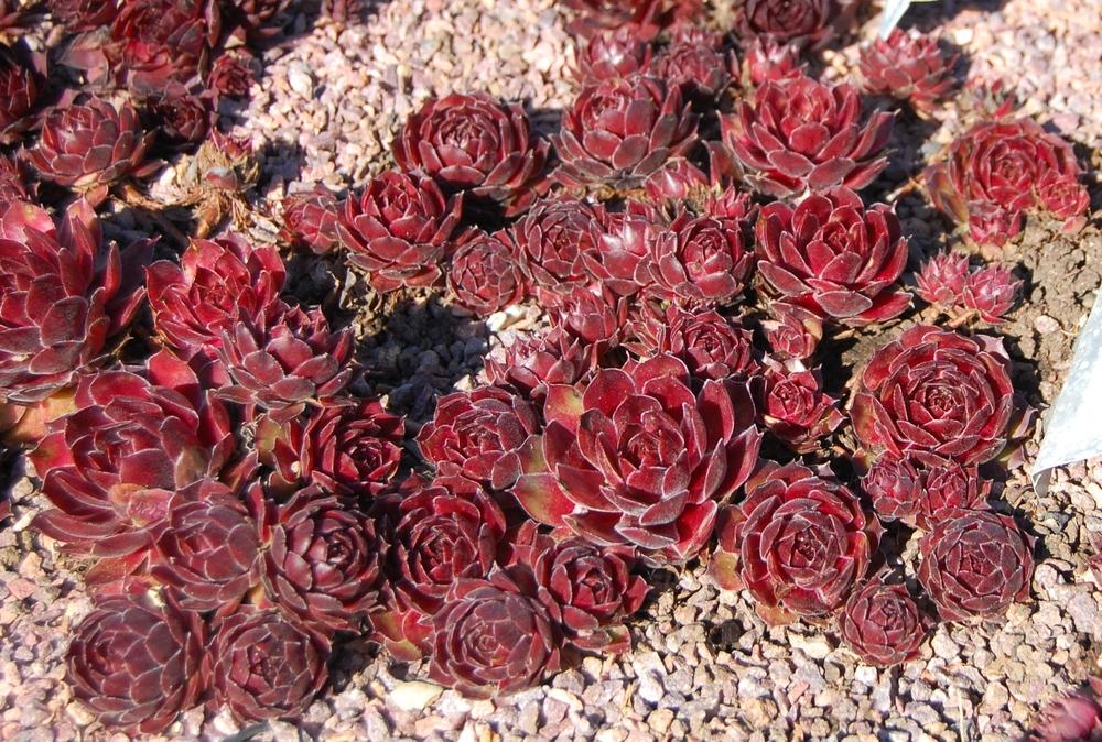 Photo of Hen and Chicks (Sempervivum 'Bloody Mary') uploaded by valleylynn