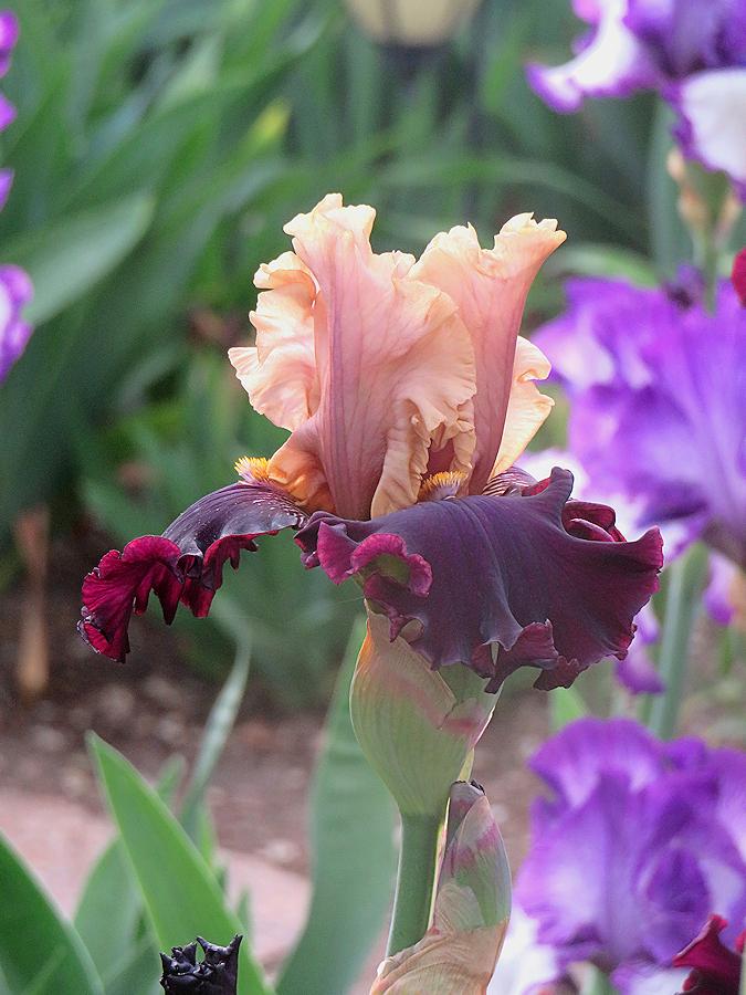 Photo of Tall Bearded Iris (Iris 'Plum Wicked') uploaded by Bloomers