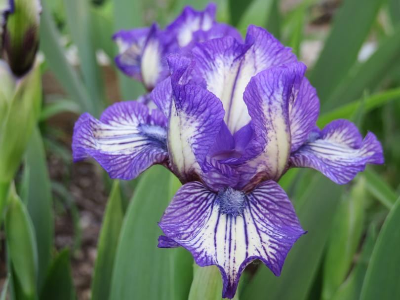 Photo of Standard Dwarf Bearded Iris (Iris 'Jellicle Cat') uploaded by Bloomers