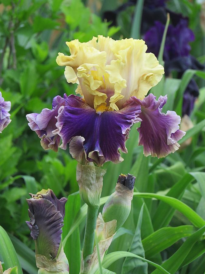 Photo of Tall Bearded Iris (Iris 'Painted Shadows') uploaded by Bloomers