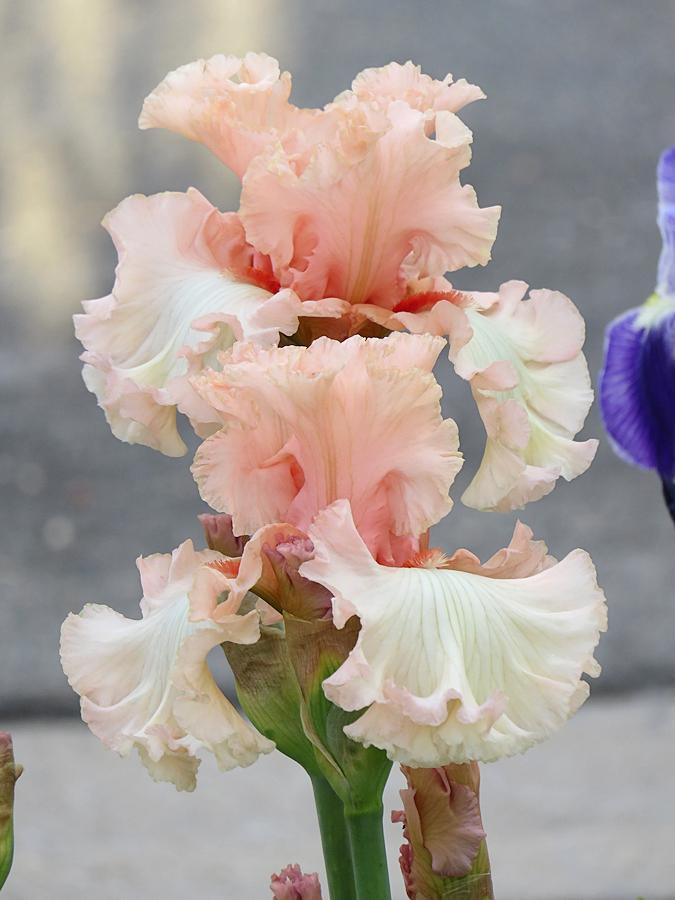 Photo of Tall Bearded Iris (Iris 'Picture Book') uploaded by Bloomers