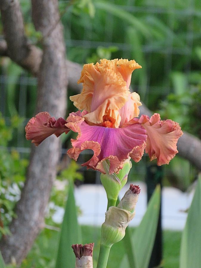 Photo of Tall Bearded Iris (Iris 'Glamazon') uploaded by Bloomers