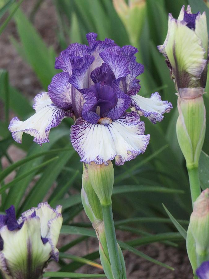 Photo of Intermediate Bearded Iris (Iris 'Presto Change-O') uploaded by Bloomers