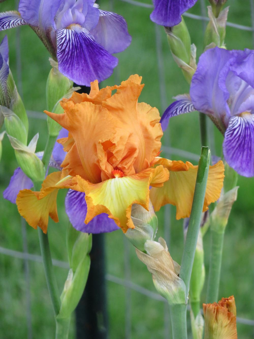 Photo of Tall Bearded Iris (Iris 'Great Balls of Fire') uploaded by Bloomers