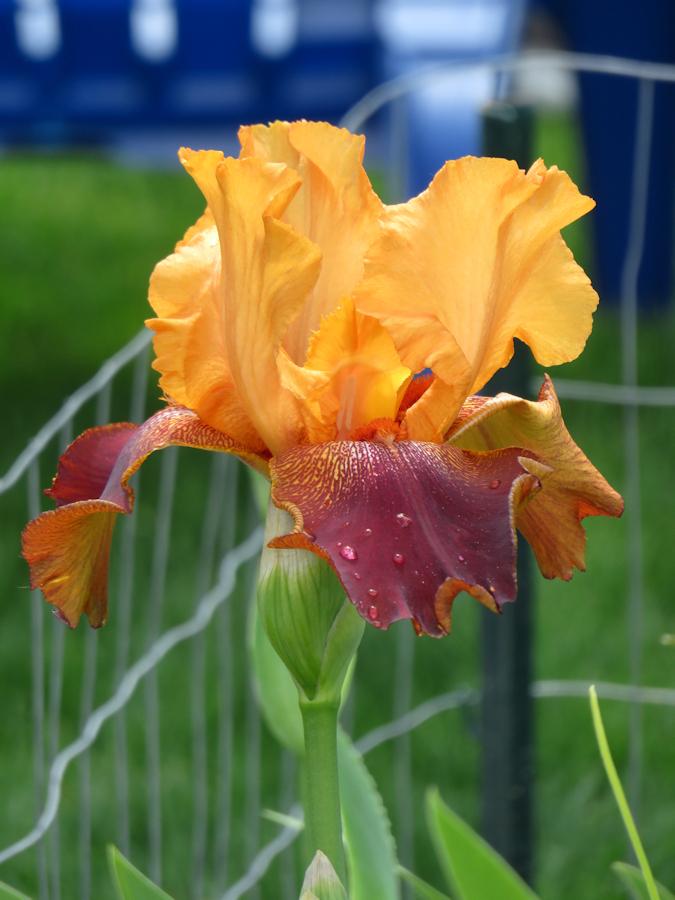Photo of Tall Bearded Iris (Iris 'Iwan'a Iguana') uploaded by Bloomers