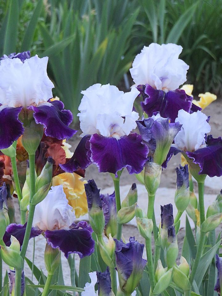 Photo of Tall Bearded Iris (Iris 'Royal Snowcap') uploaded by Bloomers