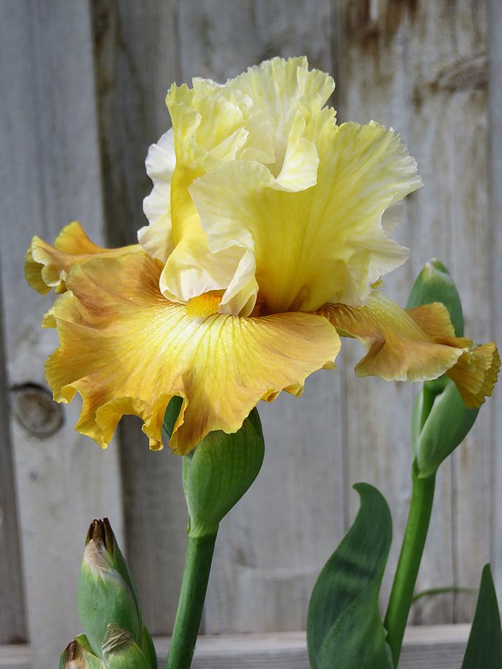 Photo of Tall Bearded Iris (Iris 'Genealogy') uploaded by Bloomers