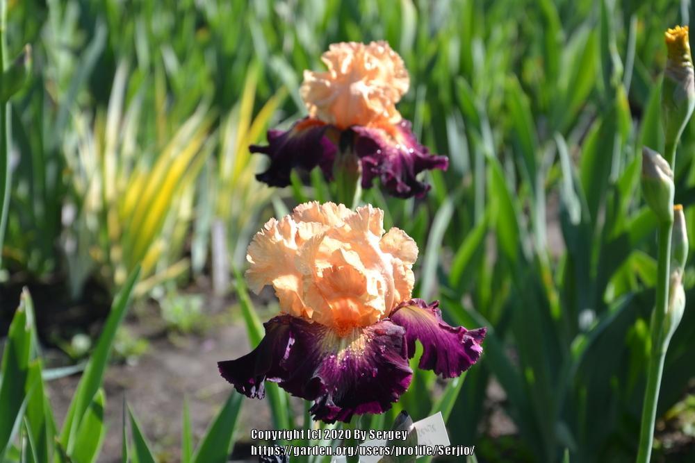 Photo of Tall Bearded Iris (Iris 'Original Art') uploaded by Serjio