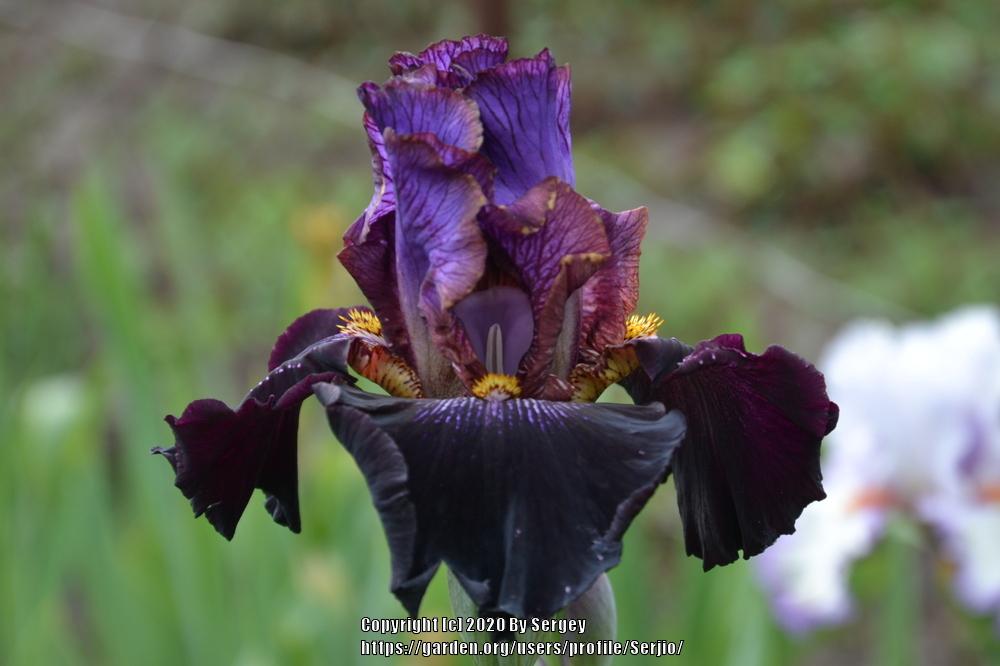 Photo of Tall Bearded Iris (Iris 'One of a Kind') uploaded by Serjio