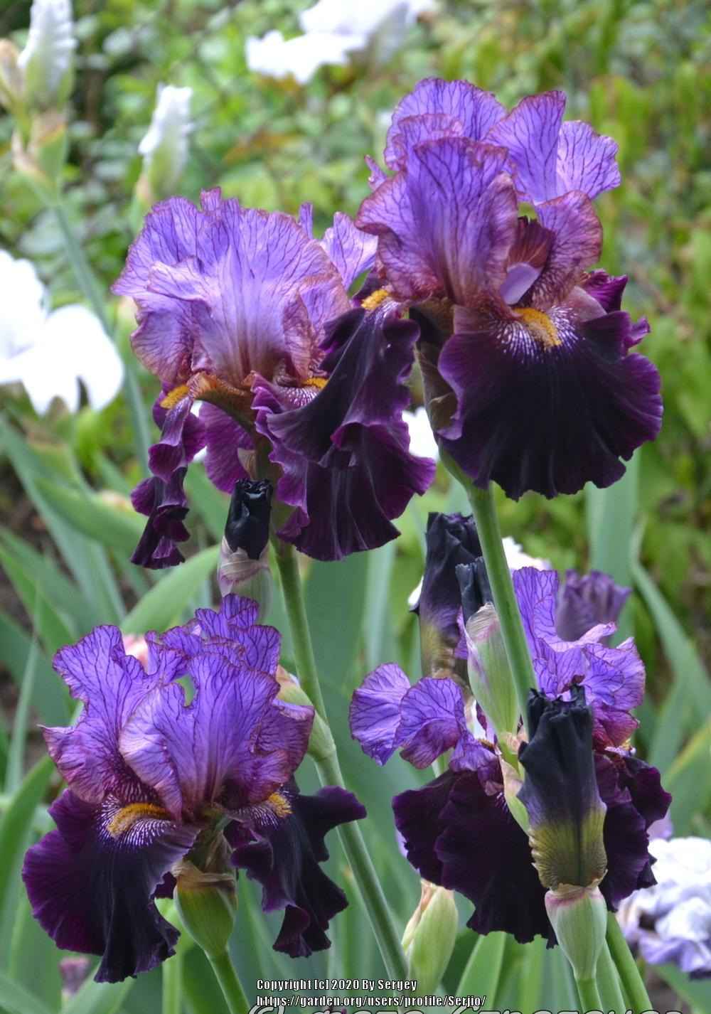 Photo of Tall Bearded Iris (Iris 'One of a Kind') uploaded by Serjio