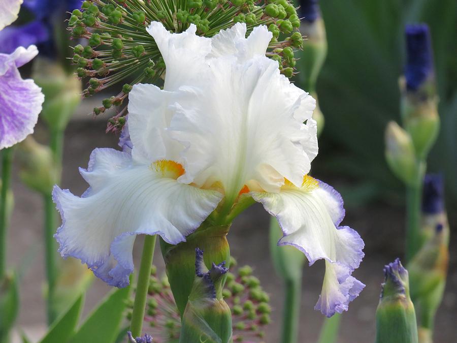 Photo of Tall Bearded Iris (Iris 'Queen's Circle') uploaded by Bloomers
