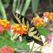 Swallowtails love this plant.