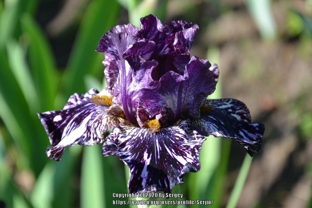 Photo of Tall Bearded Iris (Iris 'Peggy Anne') uploaded by Serjio