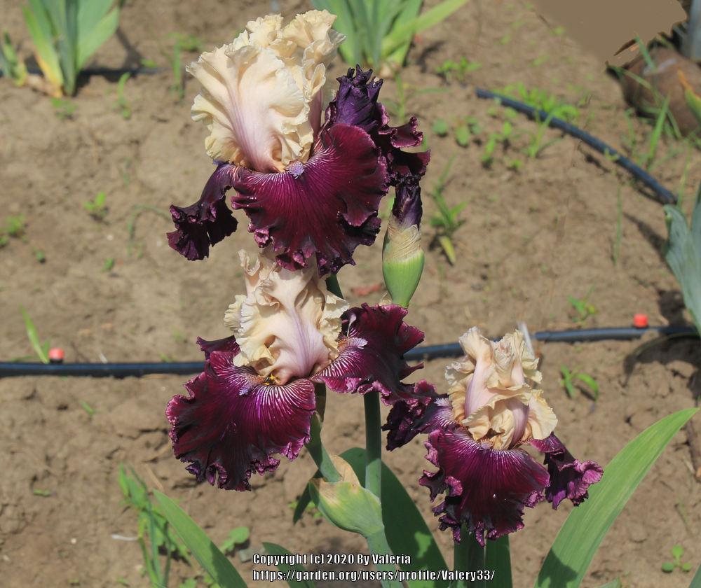 Photo of Tall Bearded Iris (Iris 'Gates of Rome') uploaded by Valery33