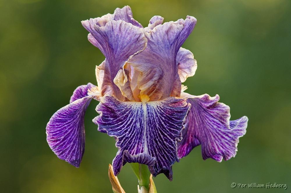 Photo of Tall Bearded Iris (Iris 'Elizabethan Age') uploaded by William