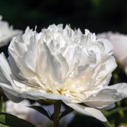 Location: Peony Garden at Nichols Arboretum, Ann Arbor, Michigan
Date: 2016-06-01
Peony Adelaide E. Hollis - sideview of a bloom that is essentiall