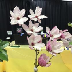 Location: Ar. Flower and Garden show
Date: February 28 2020
A winner in its category