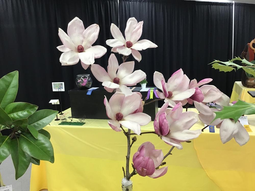 Photo of Magnolias (Magnolia) uploaded by gardenfish