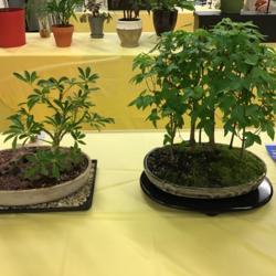 Location: Little Rock
Date: February 28 2020
Ar. Flower and Garden show, bonsai on right