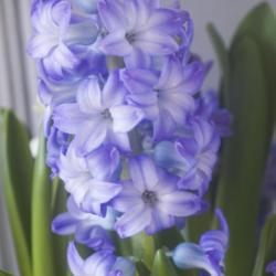 Location: Pennsylvania
Date: 2020-02-19
forced hyacinth blooming in February