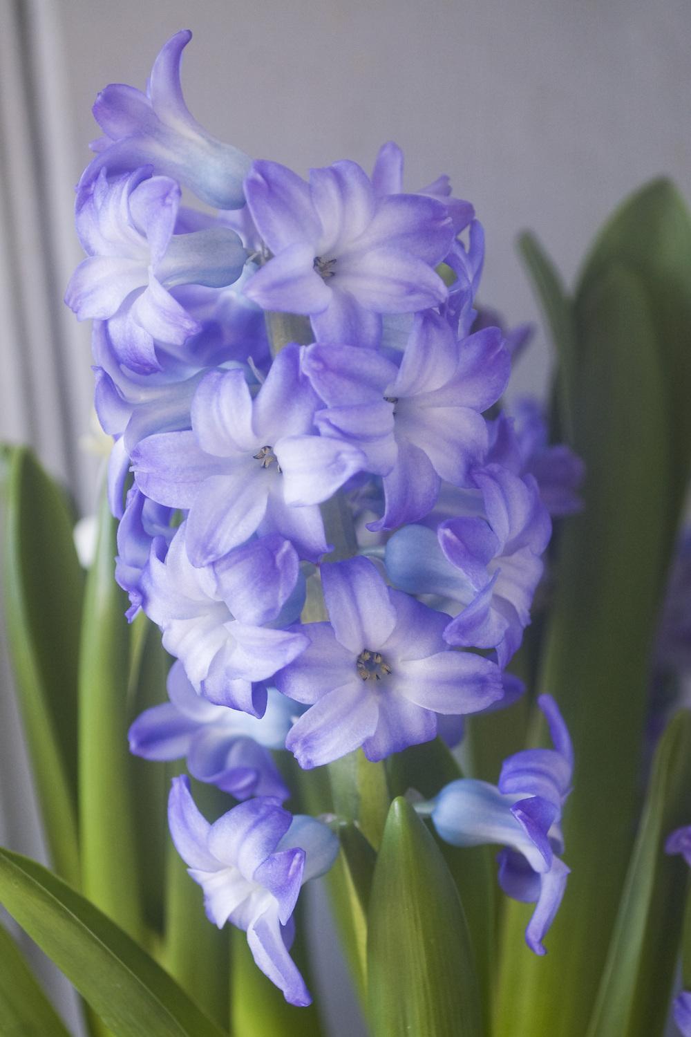 Photo of Hyacinths (Hyacinthus) uploaded by AudreyDee