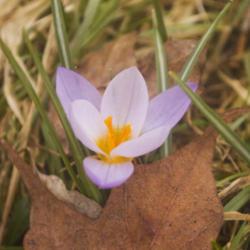 Location: Pennsylvania
Date: 2020-02-24
snow crocus blooming in February (unusual for zone 5)