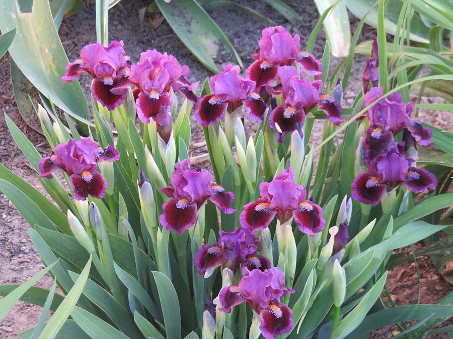 Photo of Standard Dwarf Bearded Iris (Iris 'Stunt Double') uploaded by Bloomers