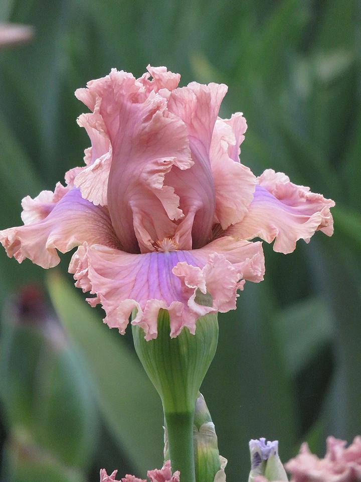 Photo of Tall Bearded Iris (Iris 'Sweetly Sung') uploaded by Bloomers