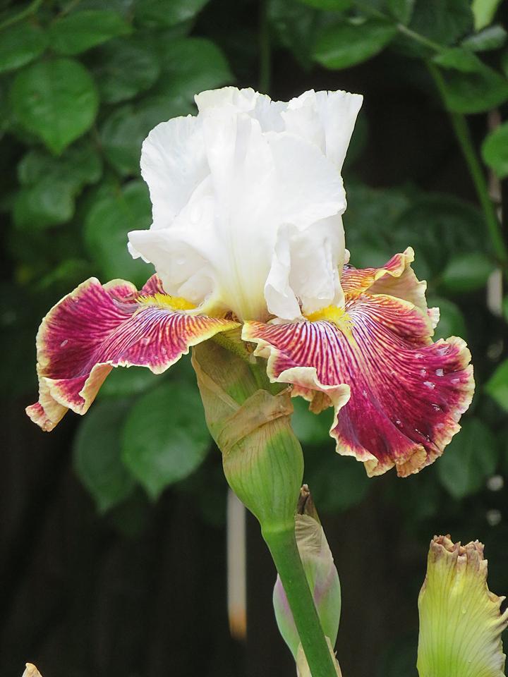Photo of Tall Bearded Iris (Iris 'Scatterbrain') uploaded by Bloomers