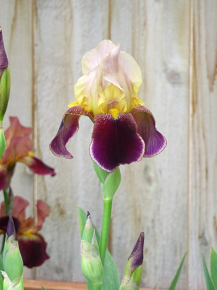 Photo of Tall Bearded Iris (Iris 'Shah Jehan') uploaded by Bloomers