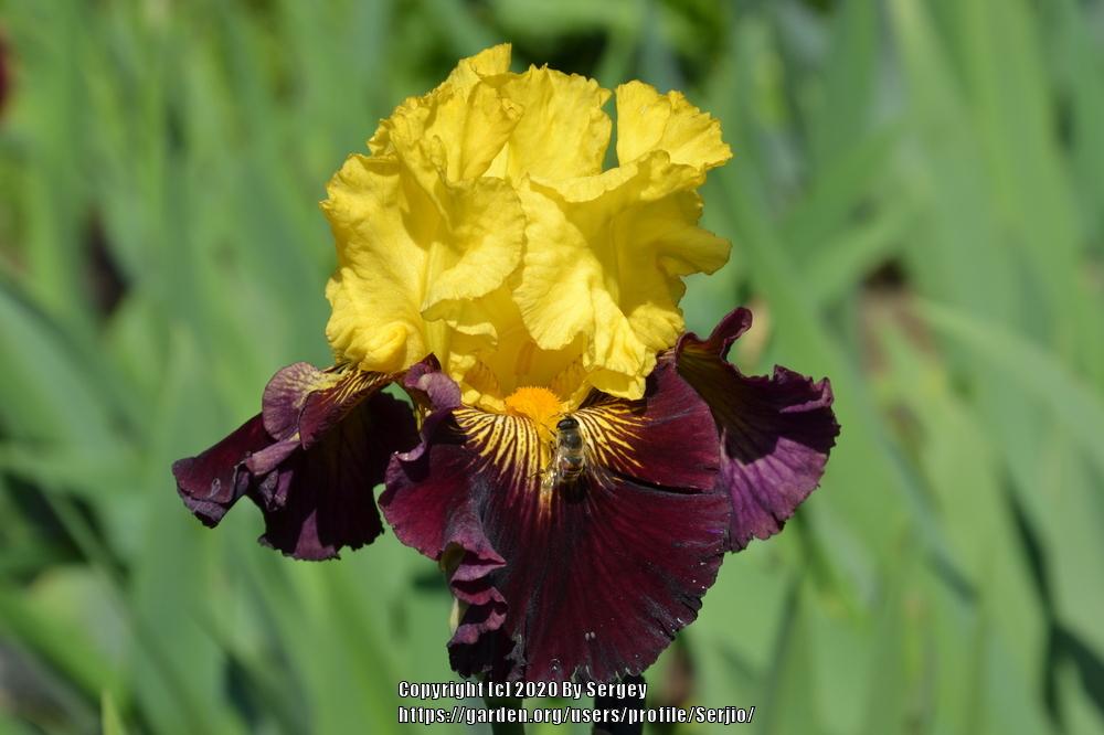 Photo of Tall Bearded Iris (Iris 'Pirate Ahoy') uploaded by Serjio