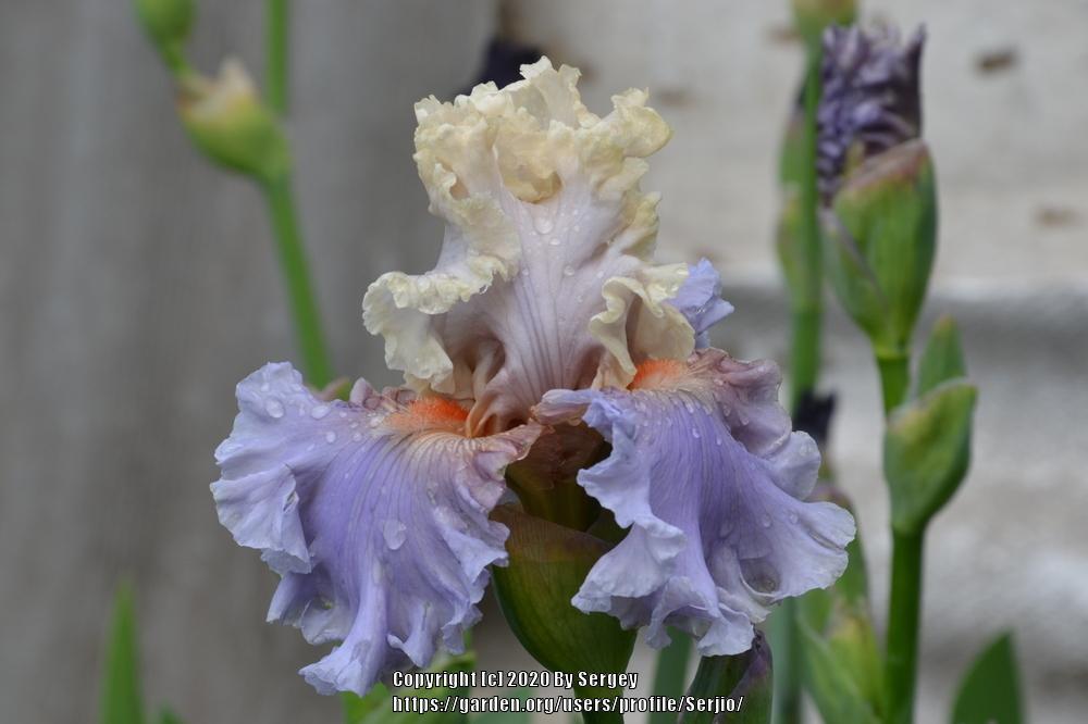 Photo of Tall Bearded Iris (Iris 'Platinum Class') uploaded by Serjio