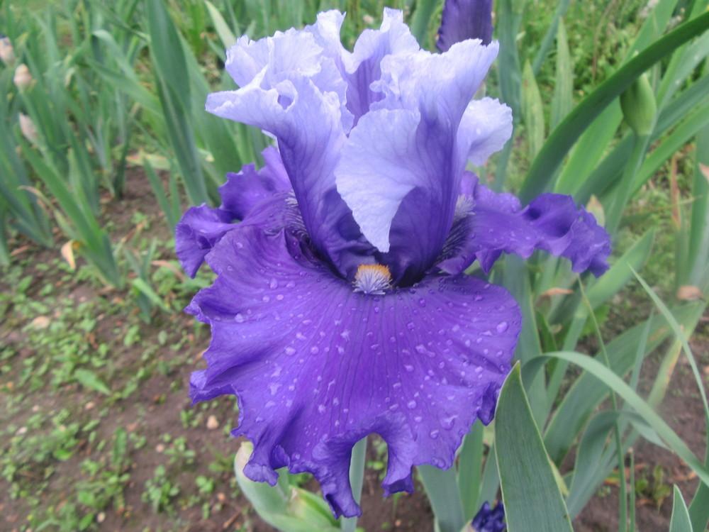 Photo of Tall Bearded Iris (Iris 'Music of the Surf') uploaded by tveguy3