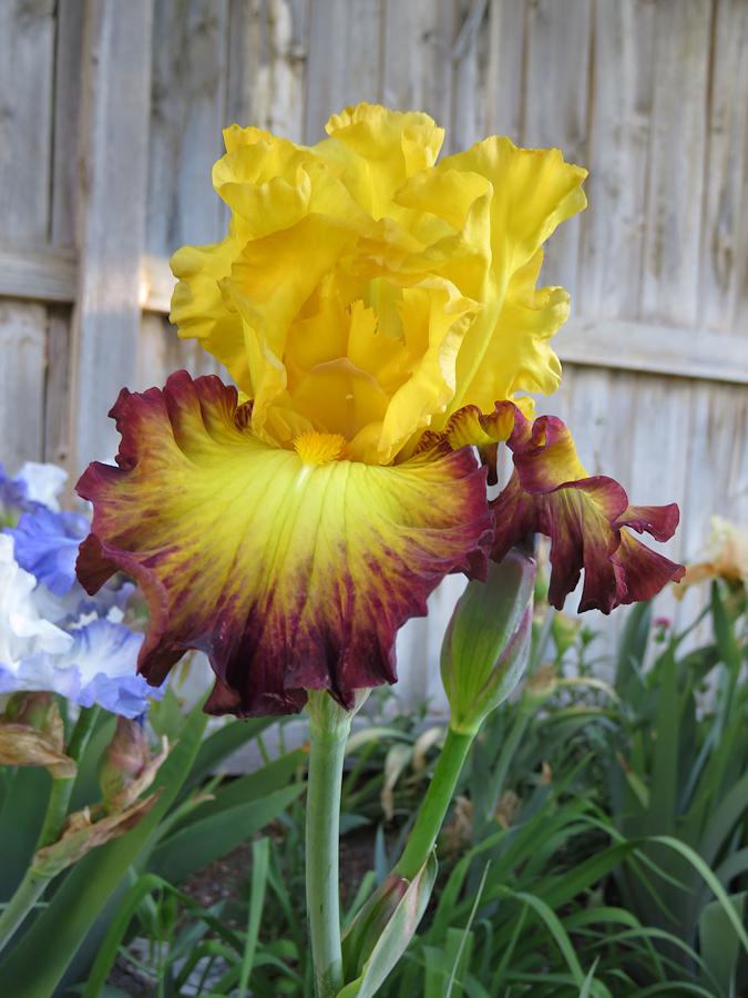 Photo of Tall Bearded Iris (Iris 'Summer Shadow') uploaded by Bloomers