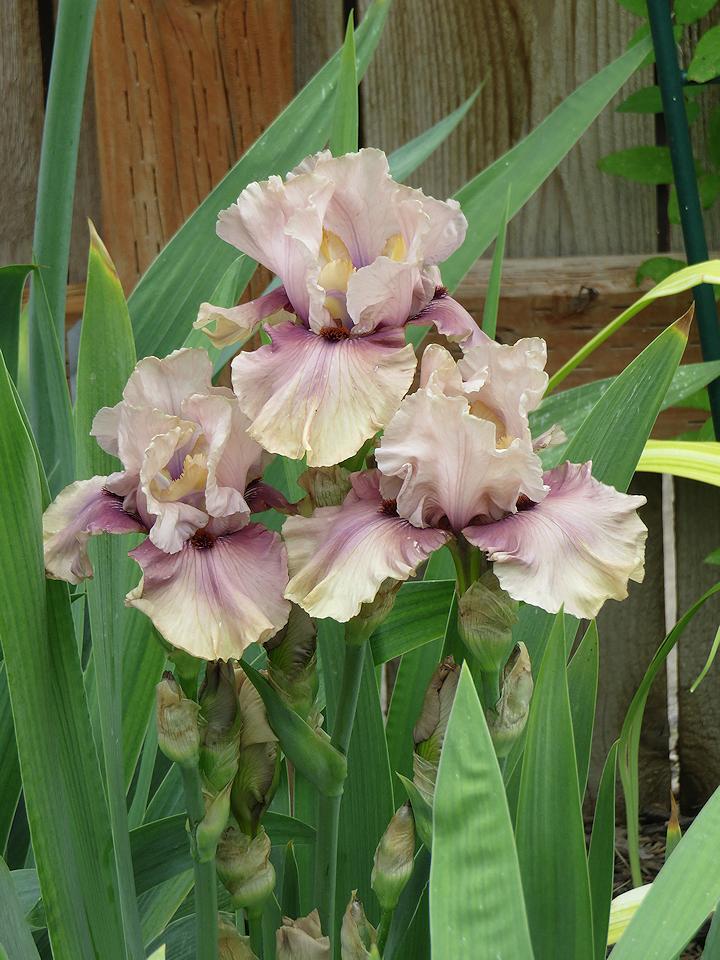 Photo of Tall Bearded Iris (Iris 'Toad') uploaded by Bloomers